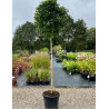 BETULA pendula MAGICAL GLOBE En pot de 25-30 litres forme tige hauteur du tronc 180-200 cm