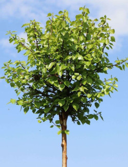 BETULA pendula MAGICAL GLOBE