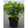 HORTENSIA En pot de 10-12 litres