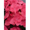 HYDRANGEA DOLCE FRAGOLA