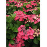 HYDRANGEA DOLCE FRAGOLA