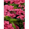 HYDRANGEA DOLCE FRAGOLA
