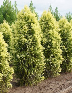 CRYPTOMERIA japonica SEKKAN SUGI