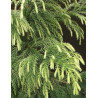 CRYPTOMERIA japonica SEKKAN SUGI