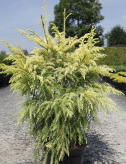 CRYPTOMERIA japonica SEKKAN SUGI