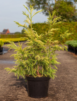 CRYPTOMERIA japonica SEKKAN SUGI En pot de 10-12 litres