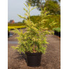 CRYPTOMERIA japonica SEKKAN SUGI En pot de 10-12 litres