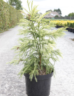 CRYPTOMERIA japonica SEKKAN SUGI En pot de 15-20 litres