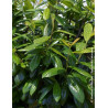 PRUNUS laurocerasus NOVITA