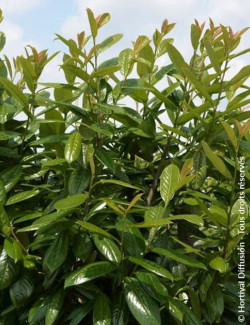 PRUNUS laurocerasus NOVITA