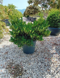 DISTYLIUM myricoides BLUE CASCADE En pot de 30-35 litres