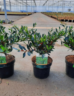 DISTYLIUM myricoides BLUE CASCADE En pot de 3-4 litres