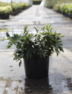 DISTYLIUM myricoides BLUE CASCADE En pot de 10-12 litres