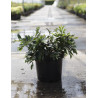 DISTYLIUM myricoides BLUE CASCADE En pot de 10-12 litres