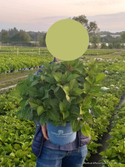 HYDRANGEA ENDLESS SUMMER POP STAR BLEU En pot de 5-7 litres