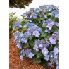 HYDRANGEA ENDLESS SUMMER POP STAR BLEU