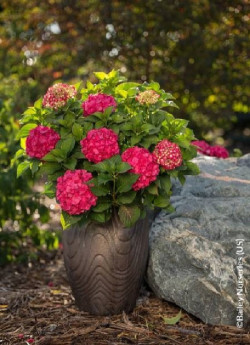 HYDRANGEA ENDLESS SUMMER SUMMER LOVE