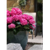 HYDRANGEA ENDLESS SUMMER SUMMER LOVE