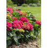 HYDRANGEA ENDLESS SUMMER SUMMER LOVE
