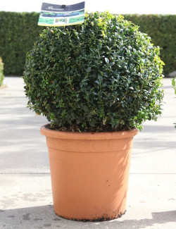 BUXUS sempervirens (Buis commun) En pot forme boule