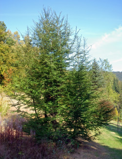 NOTHOFAGUS antartica