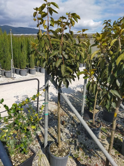 KAKI En pot de 15-20 litres forme tige hauteur du tronc 090-110-130 cm