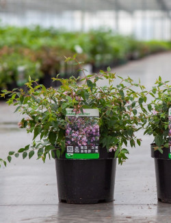 ABELIA EDWARD GOUCHER En pot de 3-4 litres