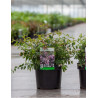 ABELIA EDWARD GOUCHER En pot de 3-4 litres