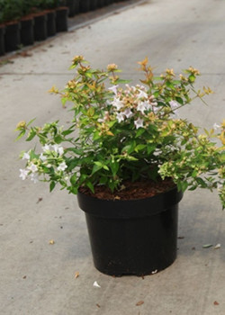 ABELIA CARAMEL CHARM En pot de 3-4 litres