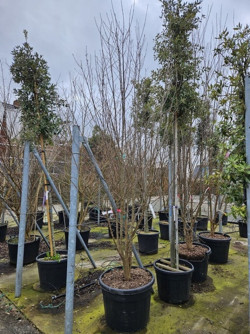 ACER buergerianum En pot de 90-110 litres