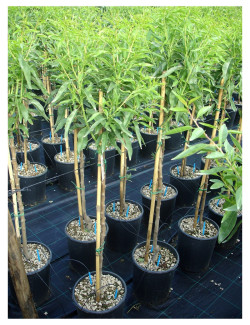 AMANDIER PRINCESSE En pot de 10-12 litres forme gobelet