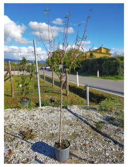 AMANDIER PRINCESSE En pot de 15-20 litres forme tige hauteur du tronc 090-110 cm