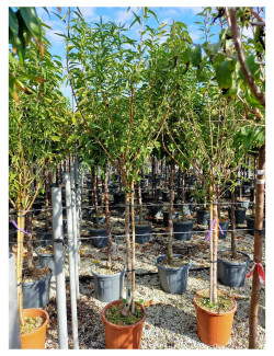 AMANDIER PRINCESSE En pot de 25-30 litres forme tige hauteur du tronc 090-110 cm