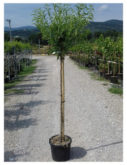 AMANDIER En pot de 10-12 litres forme tige hauteur du tronc 090-110 cm