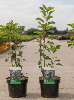 AMELANCHIER alnifolia OBELISK En pot de 3-4 litres