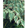 ARALIA elata VARIEGATA