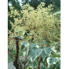 ARALIA elata VARIEGATA