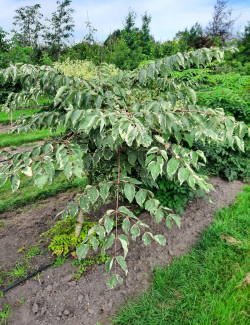 ARALIA elata VARIEGATA