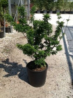 ACER palmatum SHISHIGASHIRA En pot de 15-20 litres