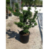 ACER palmatum SHISHIGASHIRA En pot de 15-20 litres