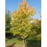 ACER freemanii AUTUMN BLAZE