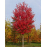 ACER freemanii AUTUMN BLAZE