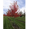 ACER freemanii AUTUMN BLAZE