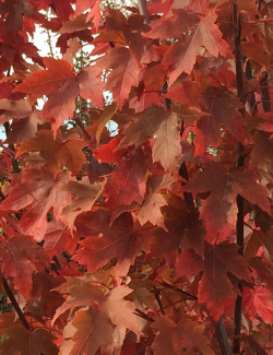 ACER freemanii AUTUMN BLAZE