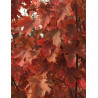 ACER freemanii AUTUMN BLAZE