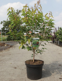 ACER ginnala BAILEY COMPACT En pot de 10-12 litres