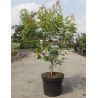 ACER ginnala BAILEY COMPACT En pot de 10-12 litres
