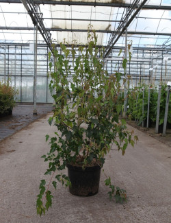 ACER ginnala BAILEY COMPACT En pot de 10-12 litres