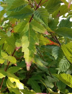 ACER ginnala BAILEY COMPACT