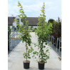 ACER rubrum FAIRVIEW FLAME En pot de 12-15 litres forme baliveau